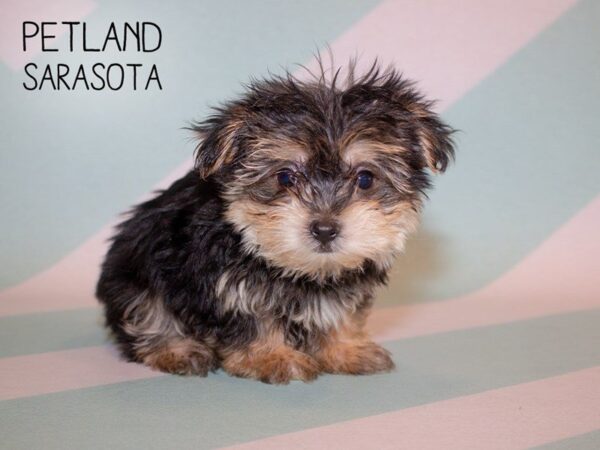 Morkie-DOG-Male-Black Tan-24928-Dream Tails Sarasota, Florida