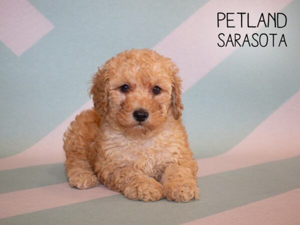 Miniature Poodle-DOG-Female-LIGHT RED-24927-Dream Tails Sarasota, Florida