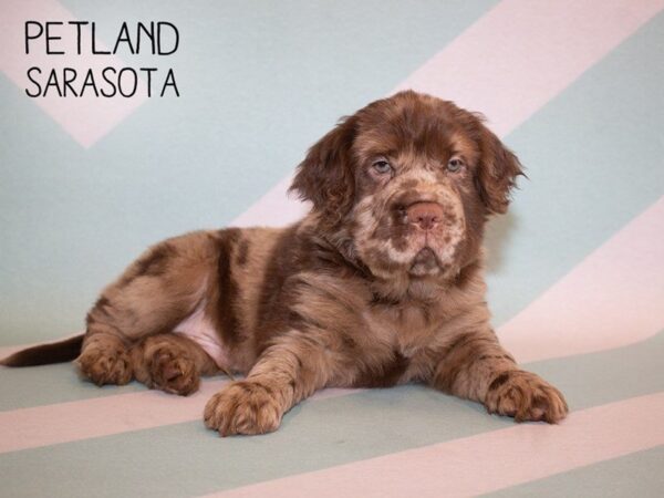 Miniature Hippo-DOG-Male-CHOC merle-24926-Dream Tails Sarasota, Florida