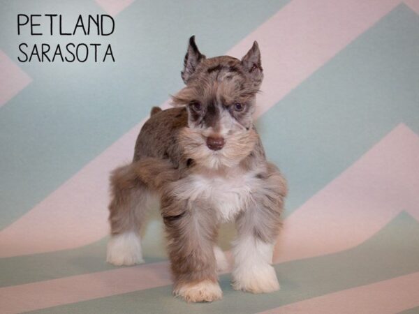 Miniature Schnauzer-DOG-Male-Liver Merle-24925-Dream Tails Sarasota, Florida