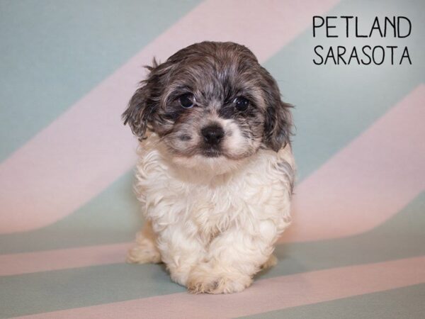 Cockapoo-DOG-Female-BLUE MERLE-24924-Dream Tails Sarasota, Florida