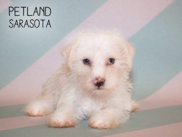 Maltese-DOG-Male-White-24923-Dream Tails Sarasota, Florida