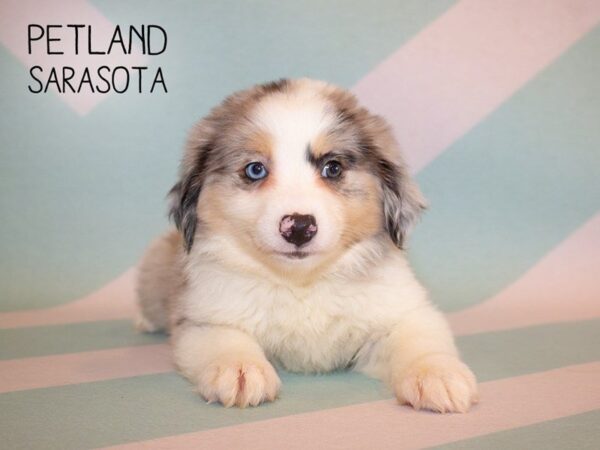 Miniature Aussiemo-DOG-Female-Blue Merle-24922-Dream Tails Sarasota, Florida