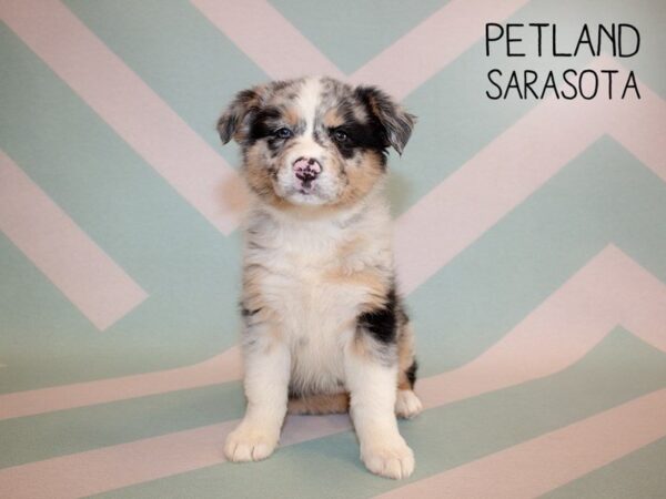 Australian Shepherd-DOG-Female-Blue Merle-24921-Dream Tails Sarasota, Florida