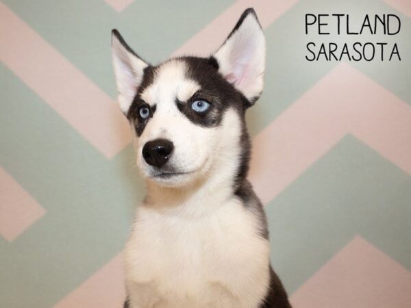 Siberian Husky-DOG-Male-Black & White-24920-Dream Tails Sarasota, Florida