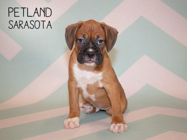 Boxer-DOG-Male-Fawn & White-24919-Dream Tails Sarasota, Florida