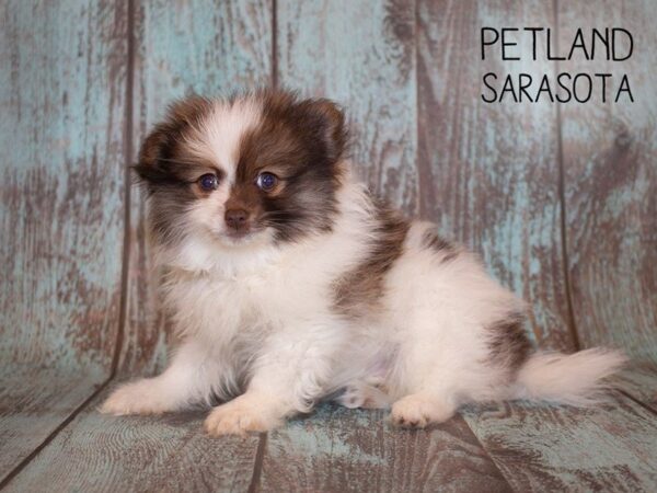 Pomeranian-DOG-Male-choc white-24963-Dream Tails Sarasota, Florida