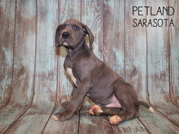 Great Dane-DOG-Male-Gray-24962-Dream Tails Sarasota, Florida