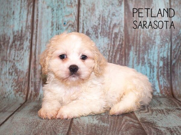 Cockapoo-DOG-Male-CREAM WHITE-24961-Dream Tails Sarasota, Florida