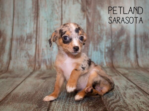 Chihuahua-DOG-Female-BLUE MERLE-24960-Dream Tails Sarasota, Florida