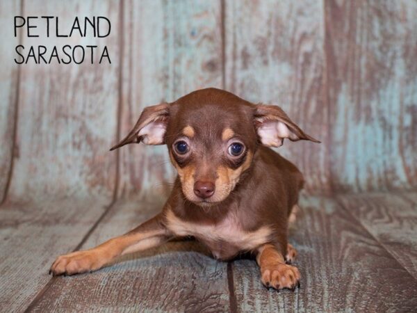 Chihuahua-DOG-Male-CHOC TAN-24959-Dream Tails Sarasota, Florida