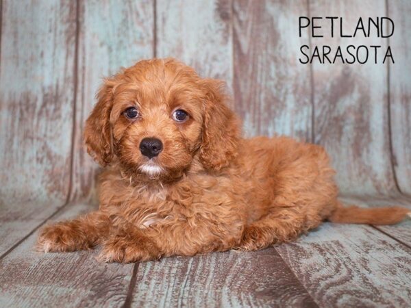Cavapoo-DOG-Male-RED-24958-Dream Tails Sarasota, Florida
