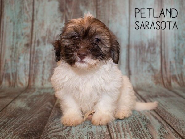 Havanese-DOG-Female-brown & White-24957-Dream Tails Sarasota, Florida