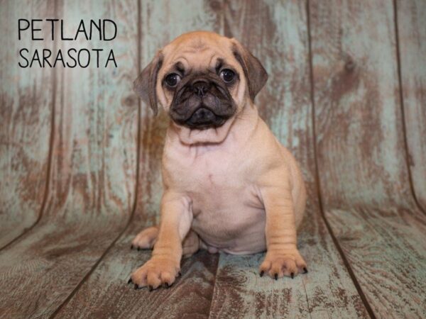 Pug-DOG-Male-FAWN-24956-Dream Tails Sarasota, Florida