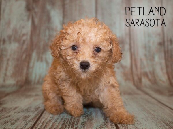 Miniature Poodle-DOG-Female-RED-24955-Dream Tails Sarasota, Florida