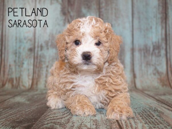 Miniature Poodle-DOG-Male-RED WHITE-24954-Dream Tails Sarasota, Florida