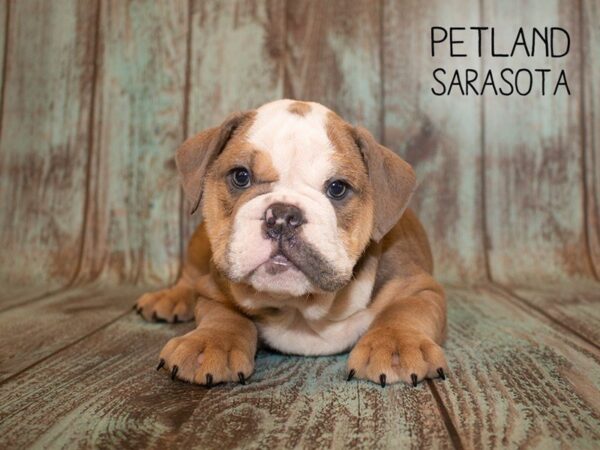 English Bulldog-DOG-Male-LILAC MERLE WHITE-24953-Dream Tails Sarasota, Florida