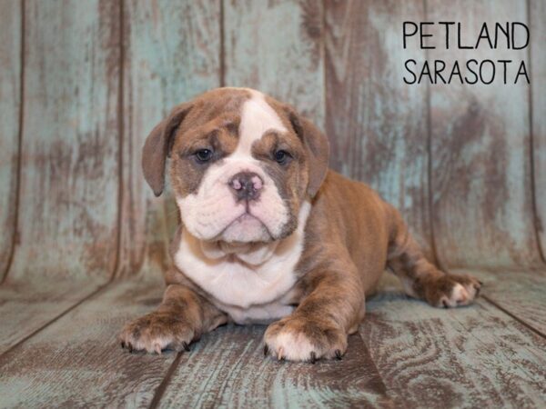English Bulldog-DOG-Female-LILAC MERLE WHITE-24952-Dream Tails Sarasota, Florida
