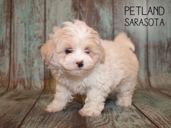 Maltishi-DOG-Male-Cream White-24951-Dream Tails Sarasota, Florida