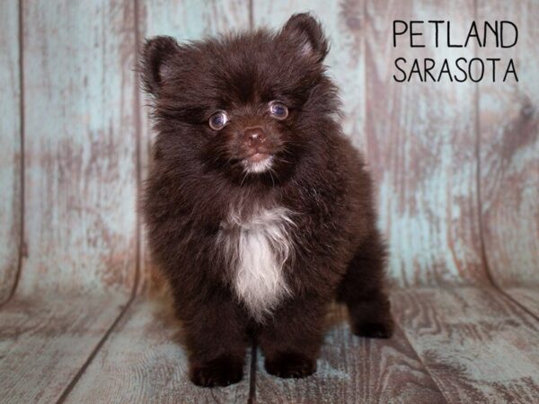 Pomeranian-DOG-Male-choc-24950-Dream Tails Sarasota, Florida