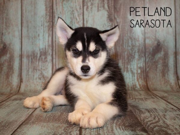 Siberian Husky-DOG-Male-black white-24949-Dream Tails Sarasota, Florida