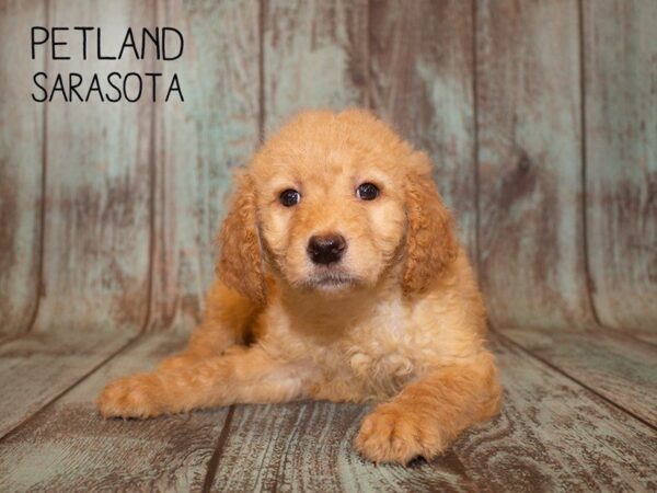 F2 STANDARD GOLDENDOODLE-DOG-Male-Golden-24948-Dream Tails Sarasota, Florida