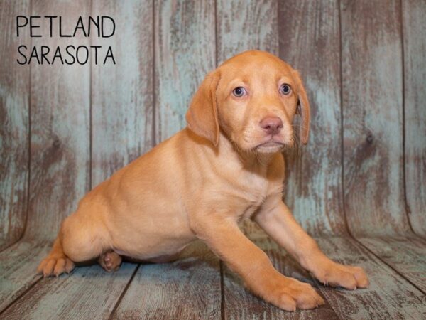 Labrador Retriever-DOG-Female-yellow-24947-Dream Tails Sarasota, Florida
