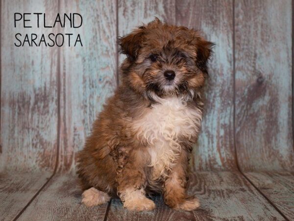 Miniature Aussie Poo-DOG-Female-Creme wh-24945-Dream Tails Sarasota, Florida