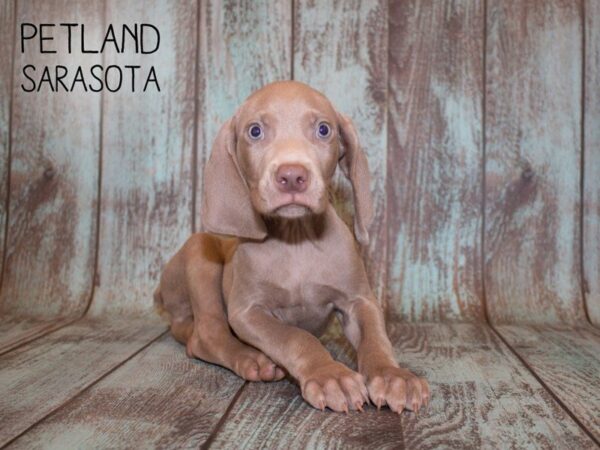 Weimaraner-DOG-Male-Gray-24944-Dream Tails Sarasota, Florida