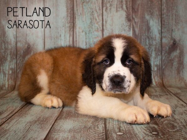Saint Bernard-DOG-Male-Sable White-24943-Dream Tails Sarasota, Florida