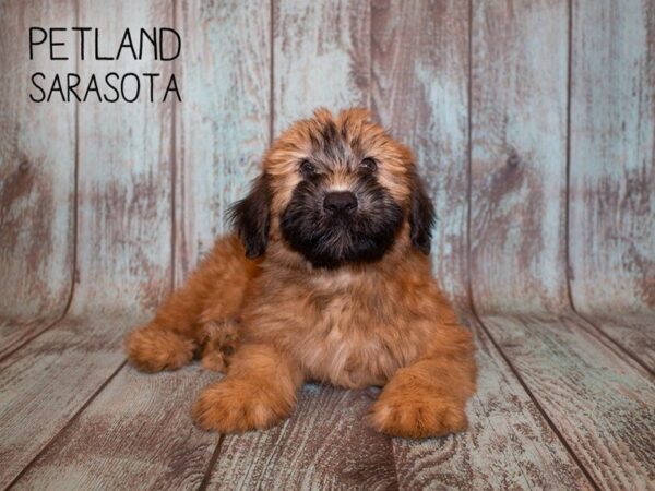 Soft Coated Wheaten Terrier-DOG-Male-WHTN-24942-Dream Tails Sarasota, Florida