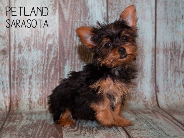 Yorkshire Terrier-DOG-Female-BLK & TN-24941-Dream Tails Sarasota, Florida