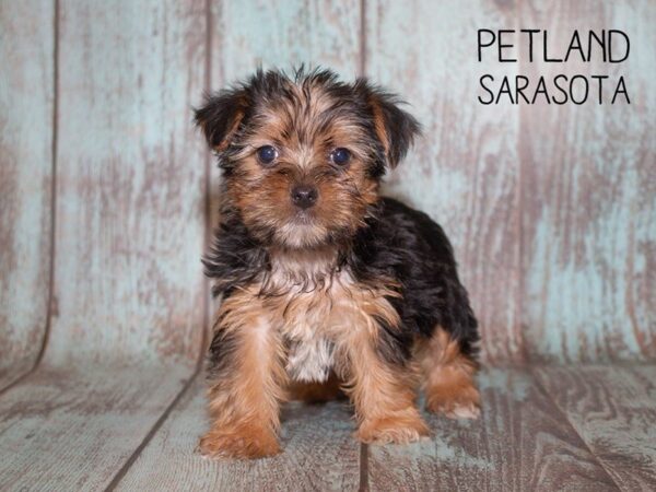 Yorkshire Terrier-DOG-Female-BLK & TN-24940-Dream Tails Sarasota, Florida