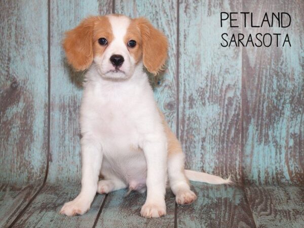 Cavachon-DOG-Male-blenhiem-24904-Dream Tails Sarasota, Florida