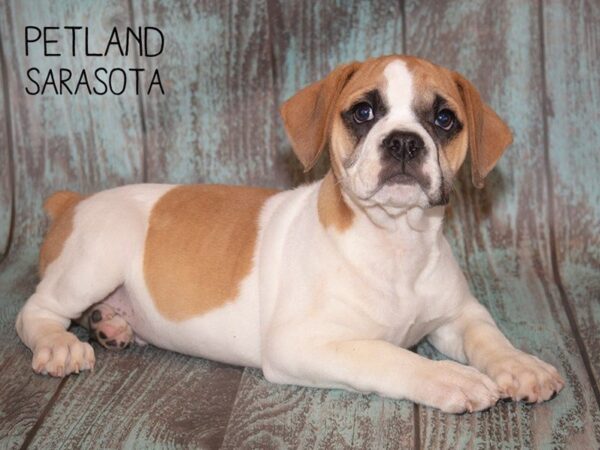 Bull Puggle-DOG-Male-Fawn Whit-24870-Dream Tails Sarasota, Florida