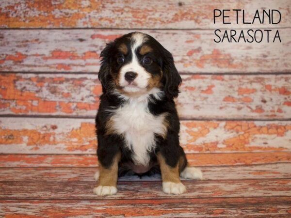 Miniature Bernese Mountain Dog-DOG-Female-Tri-24984-Dream Tails Sarasota, Florida