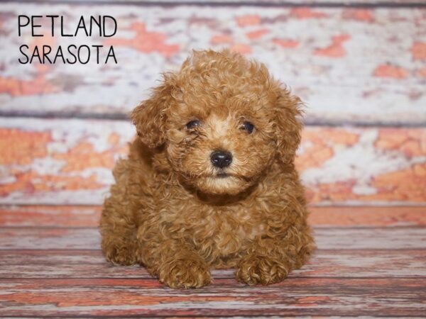 Miniature Poodle-DOG-Male-RED-24983-Dream Tails Sarasota, Florida