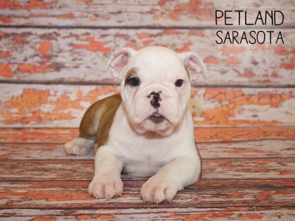 English Bulldog-DOG-Male-Fawn White-24982-Dream Tails Sarasota, Florida