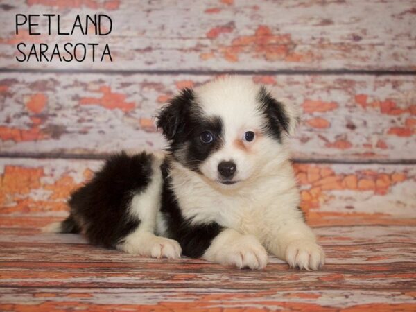 Miniature Aussiemo-DOG-Female-tri-24981-Dream Tails Sarasota, Florida