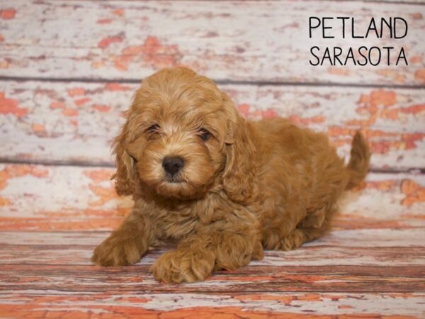 Cockadoodle-DOG-Female-RED-24980-Dream Tails Sarasota, Florida