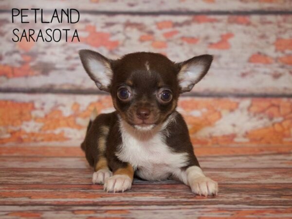 Chihuahua-DOG-Female-CHOC WHITE-24979-Dream Tails Sarasota, Florida