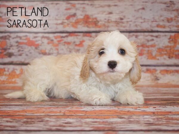 Cavachon-DOG-Female-blenhiem-24978-Dream Tails Sarasota, Florida