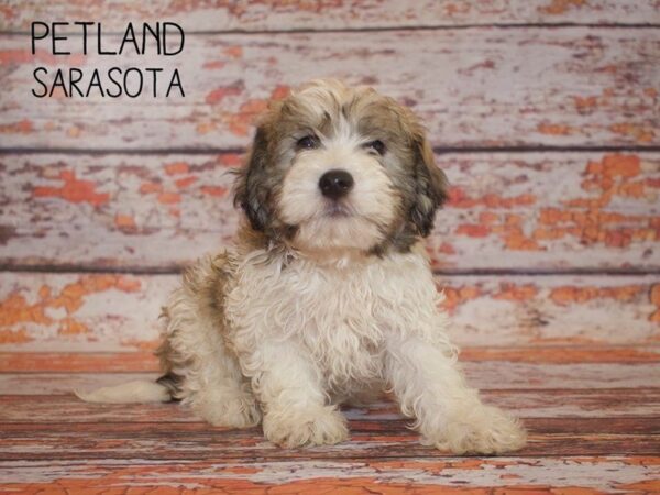 Havanese-DOG-Male-BROWN WHITE-24977-Dream Tails Sarasota, Florida
