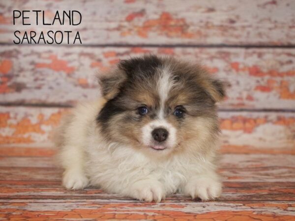 Pomchon-DOG-Male-Blue Merle-24975-Dream Tails Sarasota, Florida