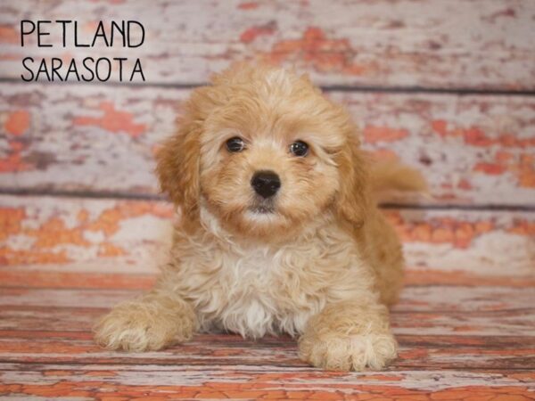 Cavapoo-DOG-Male-RED-24974-Dream Tails Sarasota, Florida
