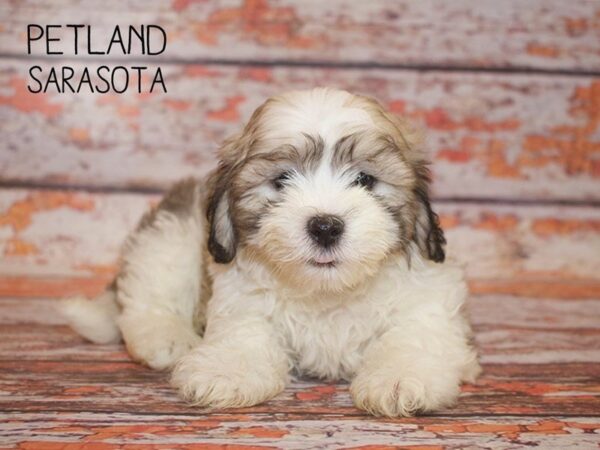 Teddy Bear-DOG-Male-Brown White-24973-Dream Tails Sarasota, Florida