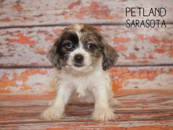 Shihpoo-DOG-Male-blue merle-24972-Dream Tails Sarasota, Florida