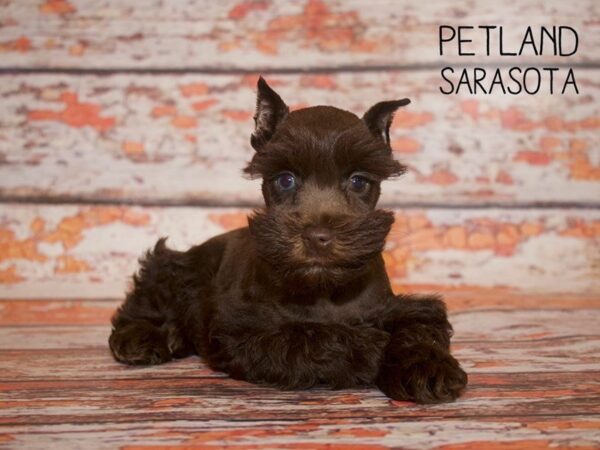 Miniature Schnauzer-DOG-Female-liver-24971-Dream Tails Sarasota, Florida