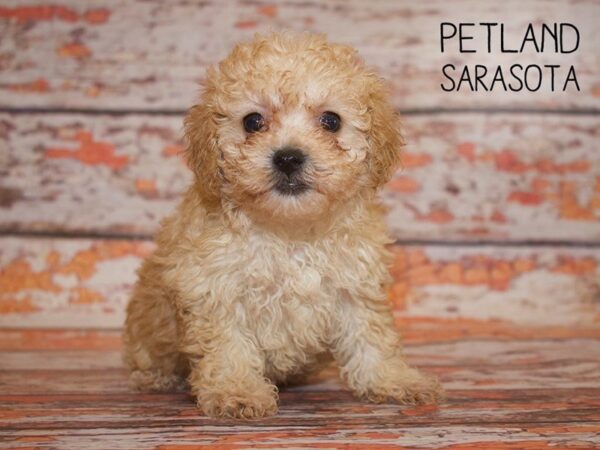 Bichonpoo-DOG-Female-Apricot-24970-Dream Tails Sarasota, Florida