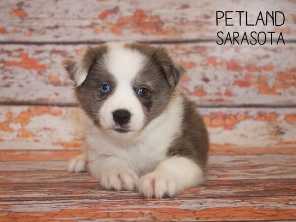 Miniature Aussiemo-DOG-Male-BLUE MERLE-24969-Dream Tails Sarasota, Florida